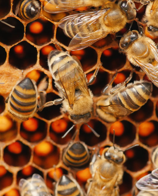arı yem katkı maddeleri